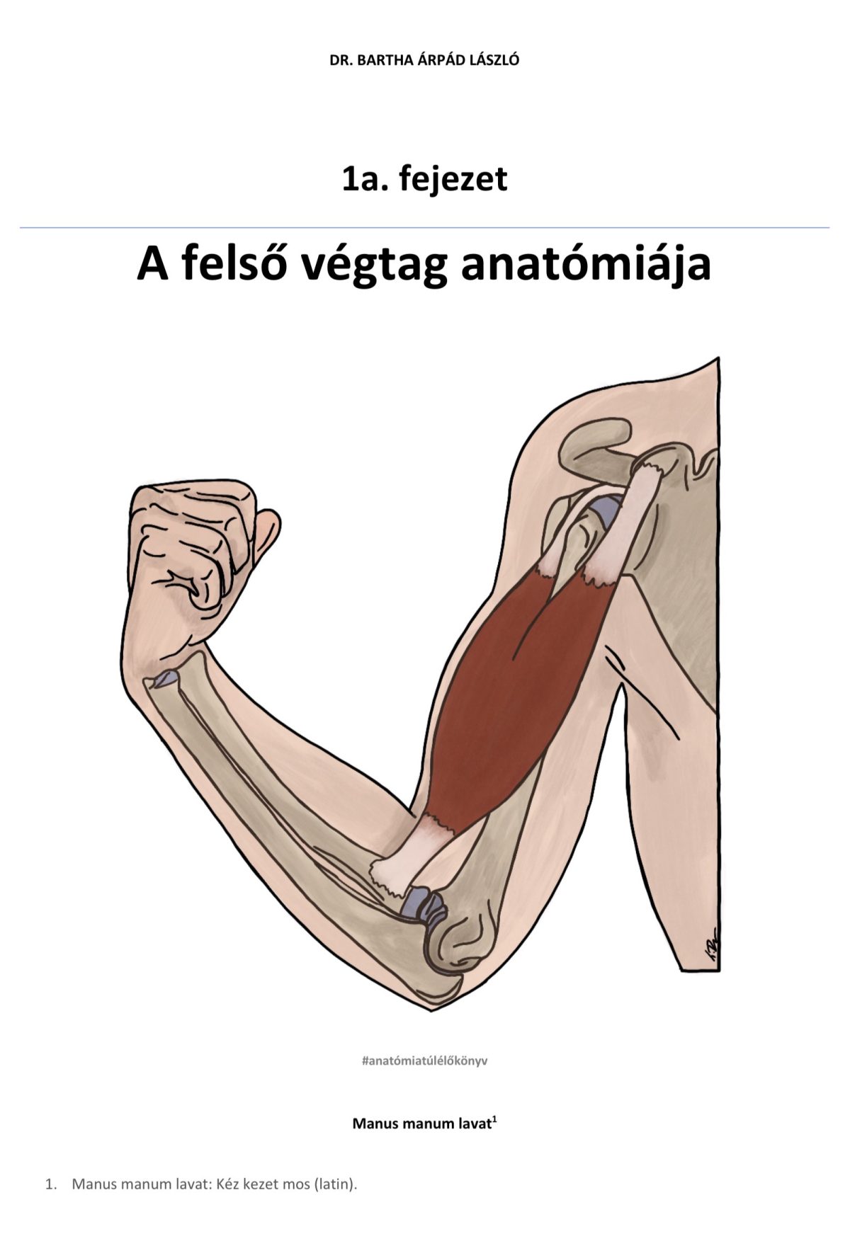 1a. fejezet - A felső végtag anatómiája (2026)