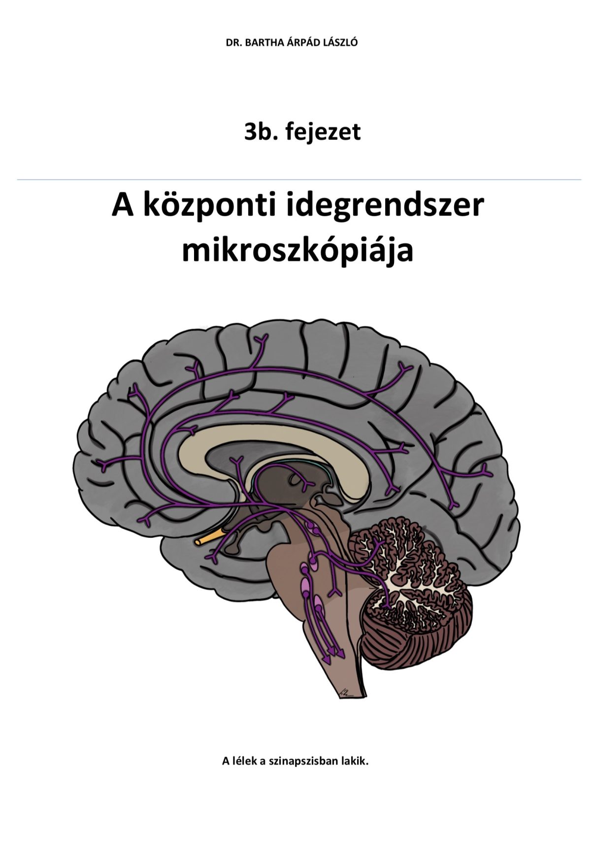 3b. fejezet - A központi idegrendszer mikroszkópiája (2025)