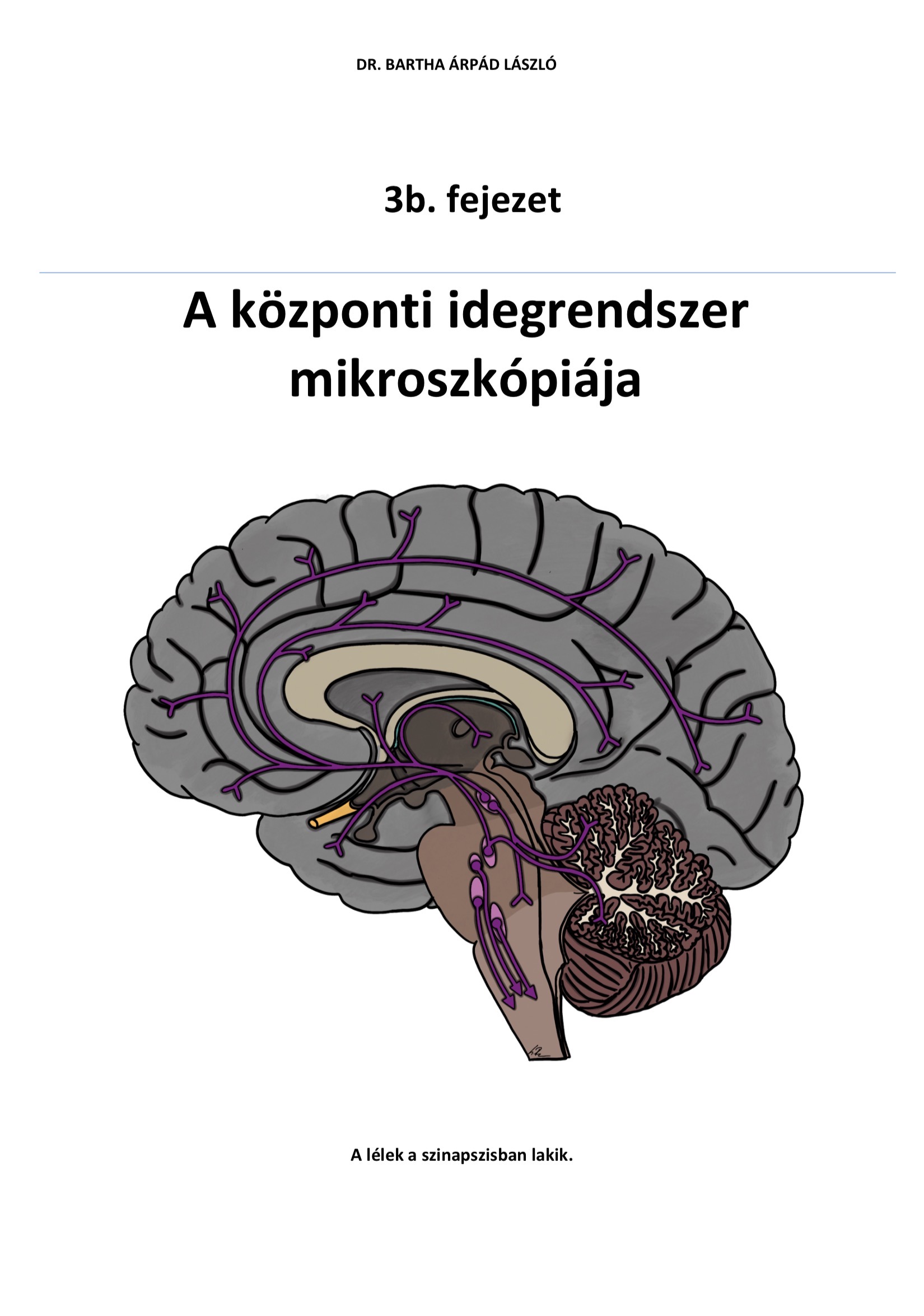 Anatómia Túlélőkönyv - a teljes jegyzet - Image 12