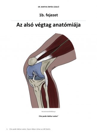 1b. fejezet - Az alsó végtag anatómiája