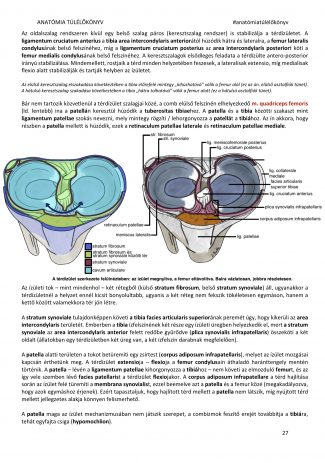 1b. fejezet - Az alsó végtag anatómiája - Image 3