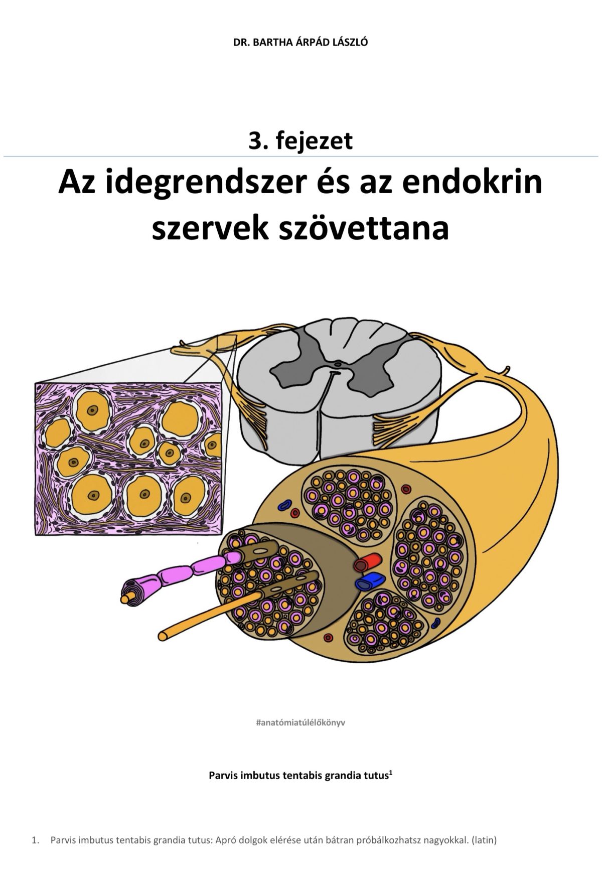 3. fejezet – Az idegrendszer és az endokrin szervek szövettana