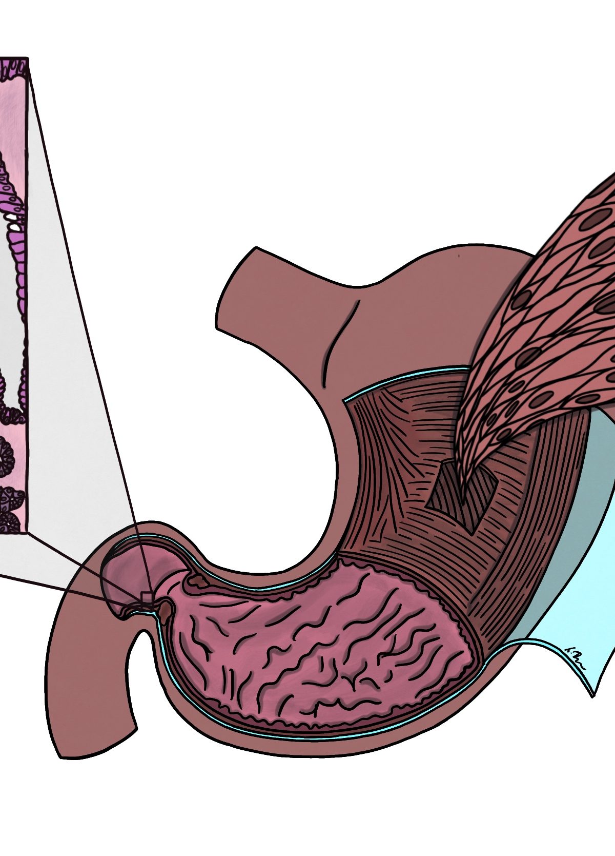 Szövettan Túlélőkönyv - HAMAROSAN :)